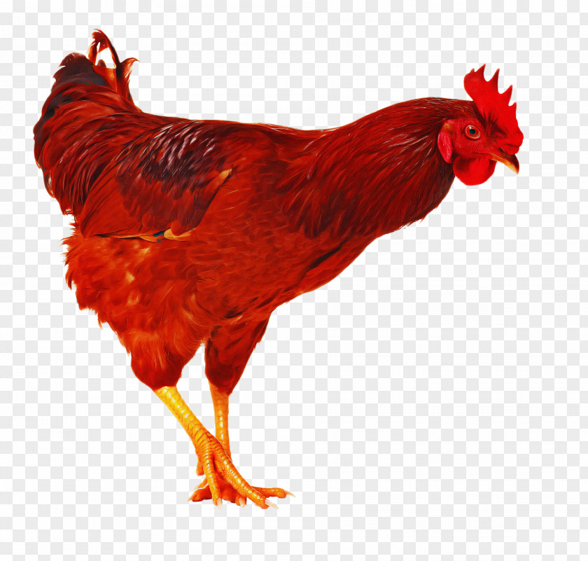 Livestock Poultry Chicken Bird Rooster Red Comb PNG