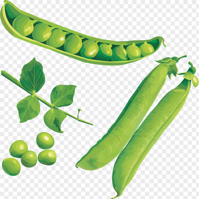 Pea Snap Clip Art PNG