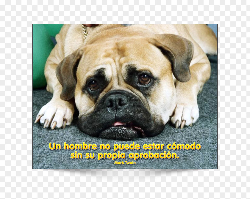 Spain Poster Why Does My Dog . ? Grooming Cat Puppy PNG