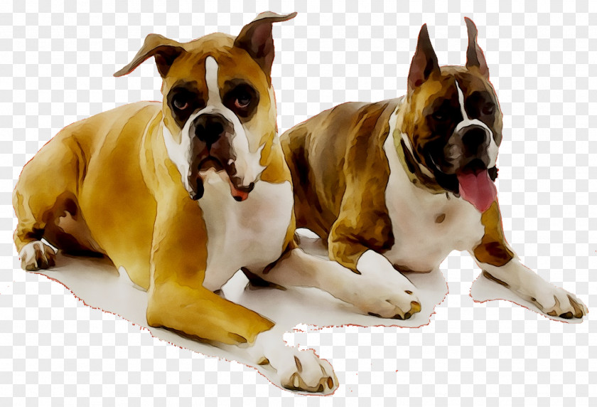 Dog Breed Boxer Companion Snout PNG