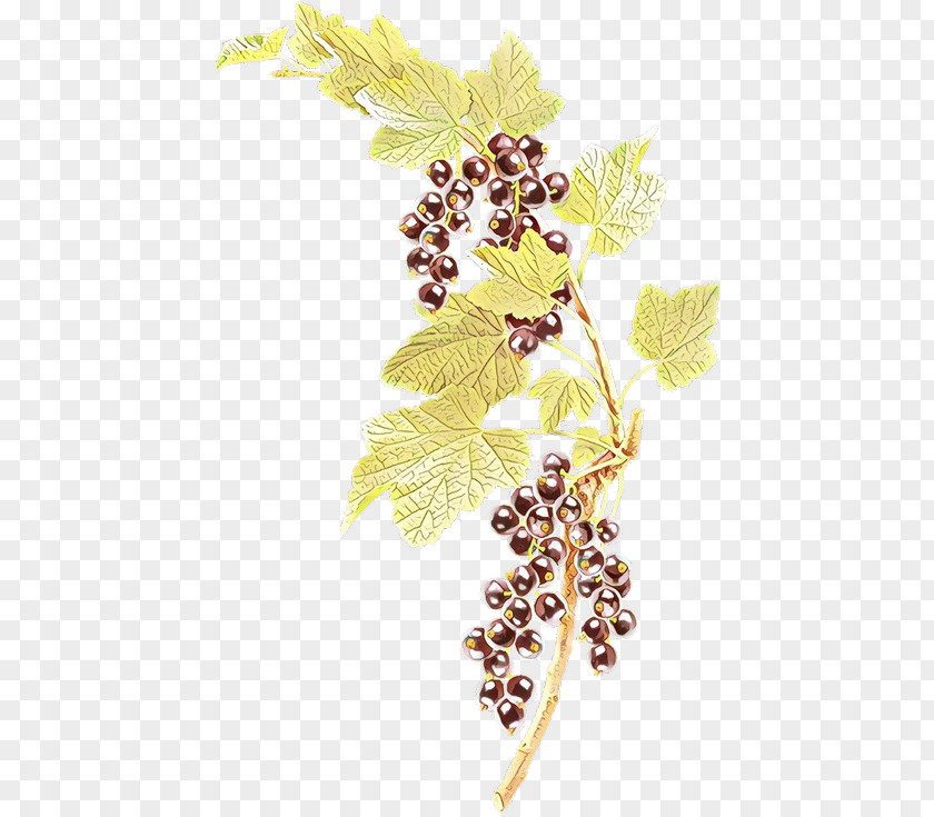 Grape Leaves Grapevine Family Plant Leaf PNG