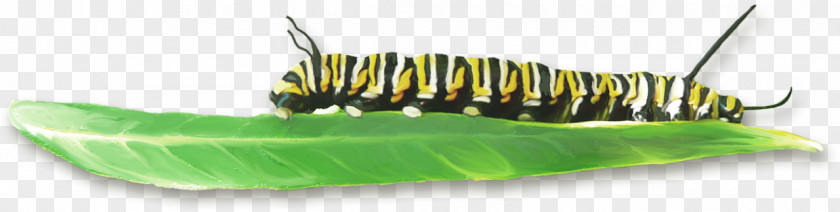 Green Leaf Caterpillar Insect PNG
