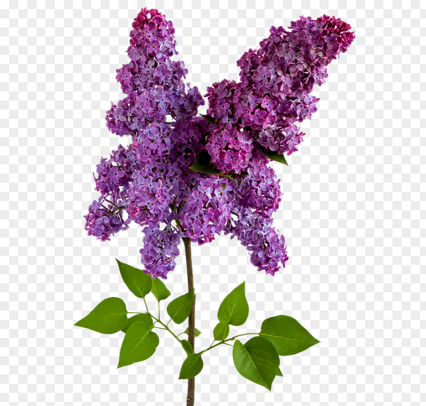 Lilac Wisteria Flower PNG