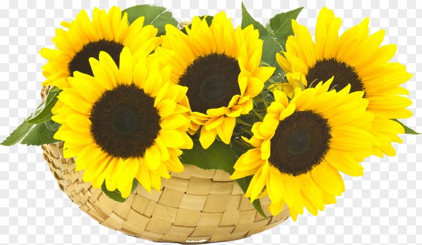 Sunflower Oil Common Stock Photography PNG