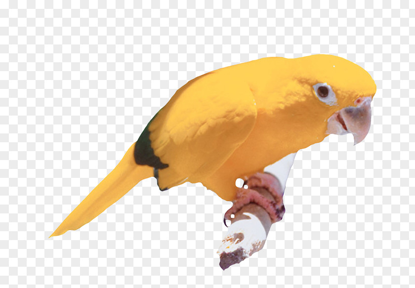 Bird Budgerigar Parakeet Macaw PNG