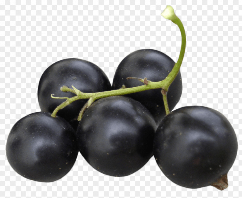 Blueberry Bilberry Zante Currant Blackcurrant Redcurrant Damson PNG