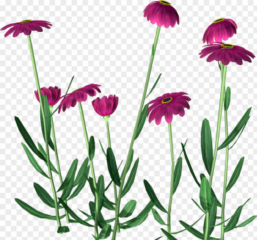 Dandelion Flower Clip Art PNG