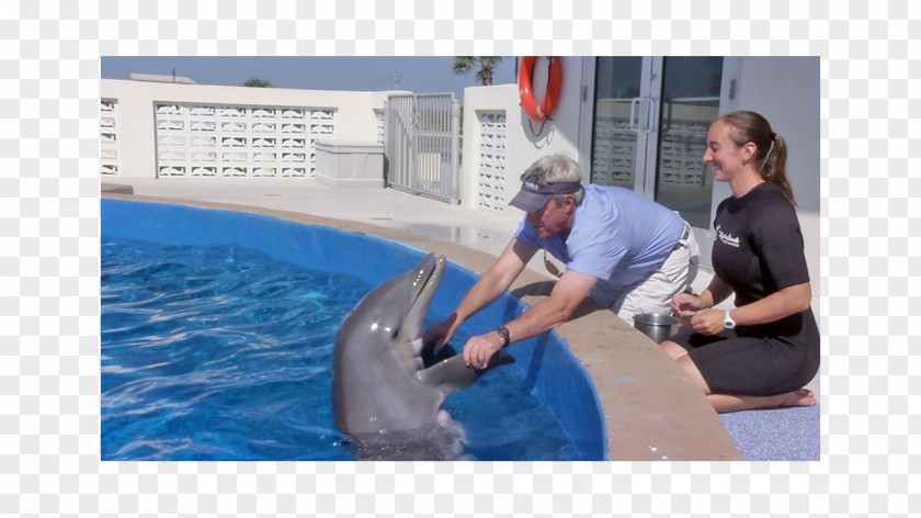 Dolphin Porpoise Hobby Leisure Water PNG