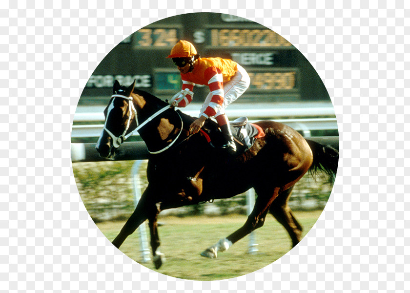 Horse Racing Hong Kong Jockey Club Derby PNG