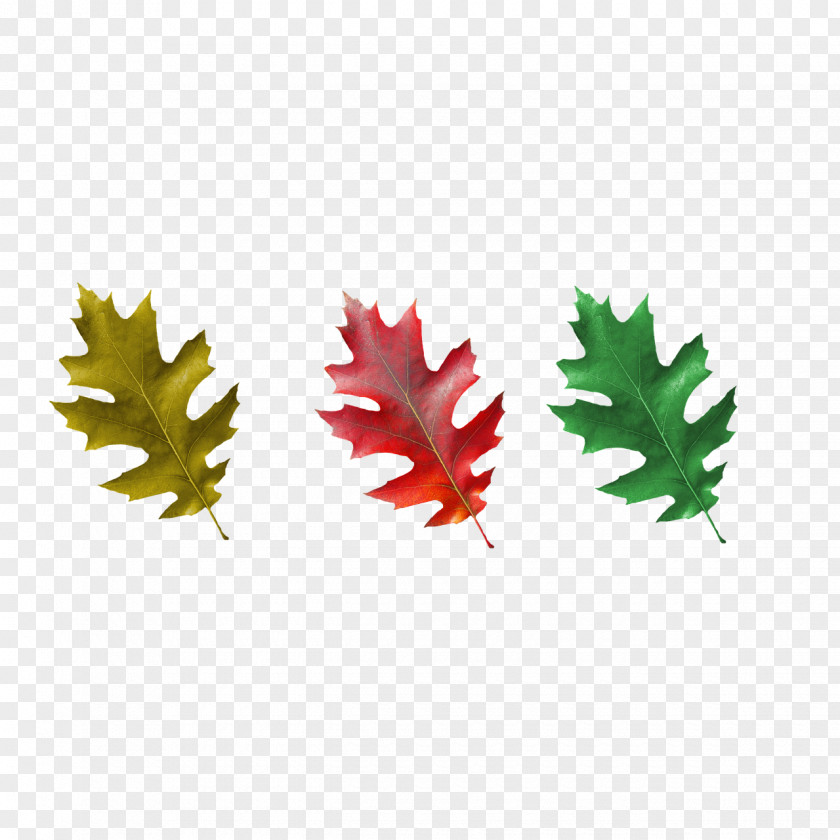 Leaves-fall Maple Leaf PNG