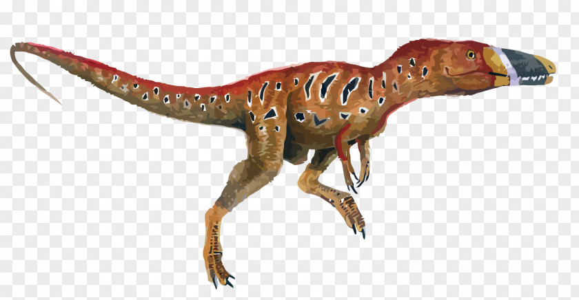Vector Dinosaurs Xiongguanlong Tyrannosaurus Allosaurus Albertosaurus Zhuchengtyrannus PNG