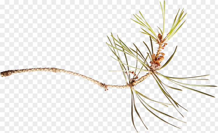 Branch Pine Spruce Clip Art PNG