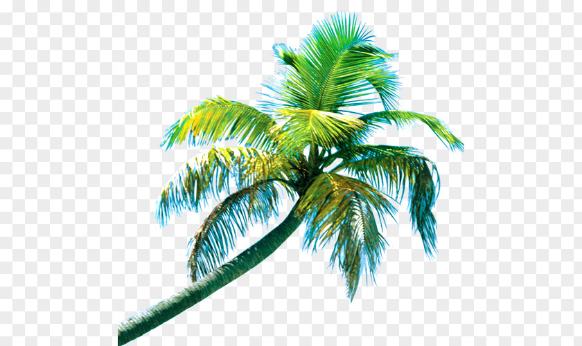 Coconut Tree Drinking Auction Co. Pet PNG