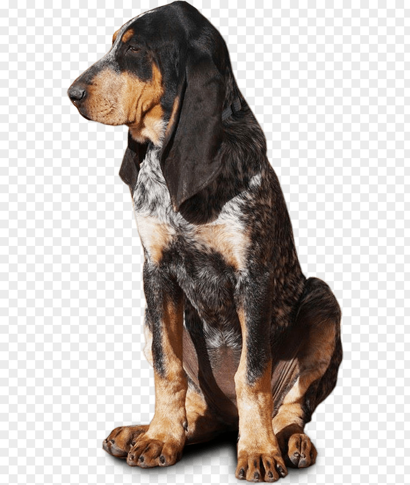 Finnish Hound Black And Tan Coonhound Schweizer Laufhund Treeing Walker Great Gascony Blue PNG