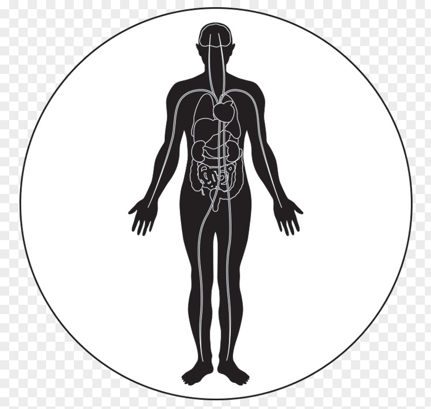 Human Body Skeleton Circulatory System Homo Sapiens PNG