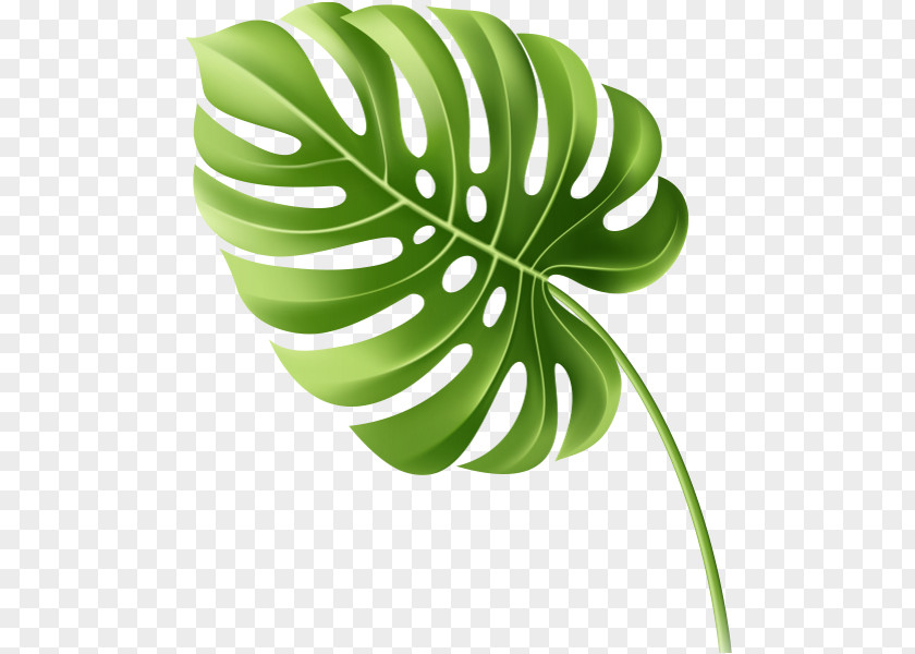 Leaf Tropics PNG