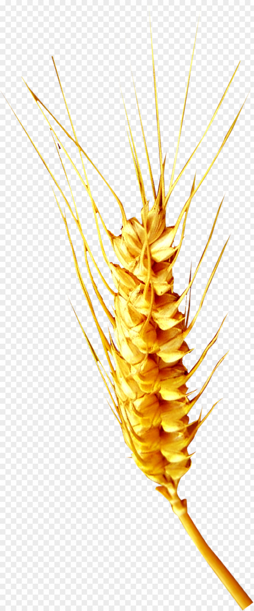 Yellow Ripe Wheat Plant PNG