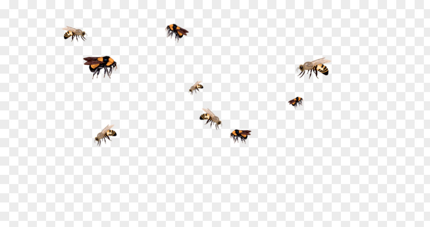 Bee Clip Art Insect Honey Queen Swarming Bumblebee PNG