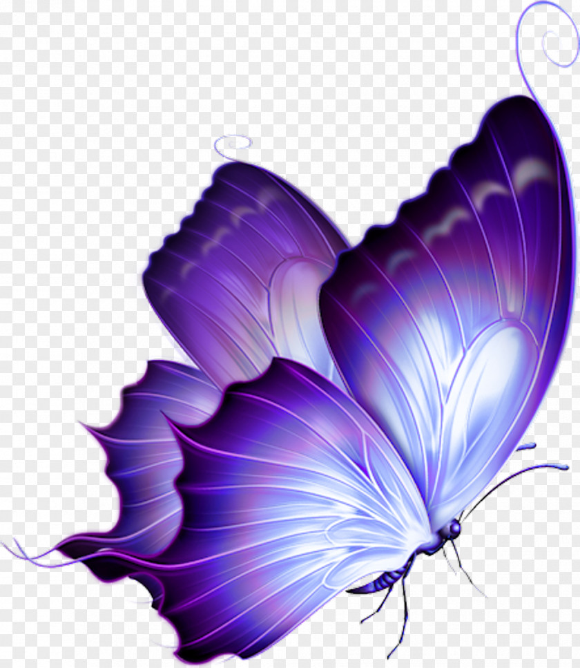Belle Design Element Clip Art Image Desktop Wallpaper Monarch Butterfly PNG