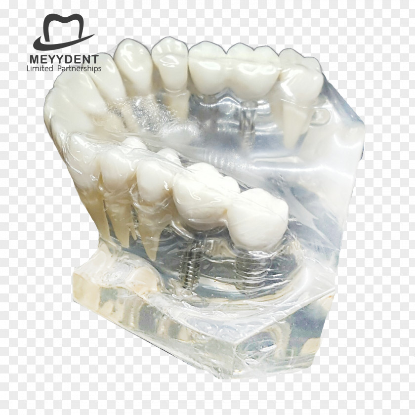 Dental Model Human Tooth Laboratory หจก.เมย์เด้นท์ Jaw PNG