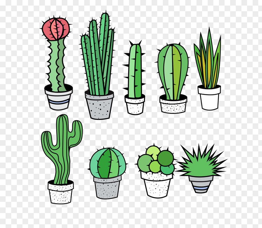 Grass Family Flower Cactus PNG