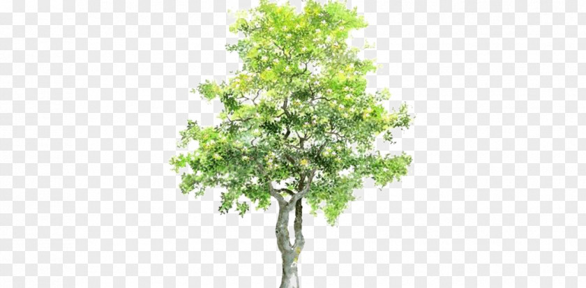 Lush Pear Tree Bauhinia Variegata Xd7 Blakeana Phanera Purpurea PNG