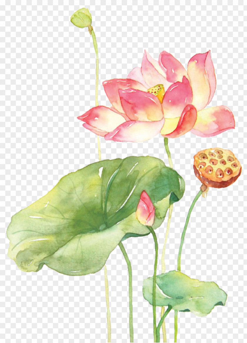 Painting Watercolor Techniques Watercolour Flowers Nelumbo Nucifera PNG