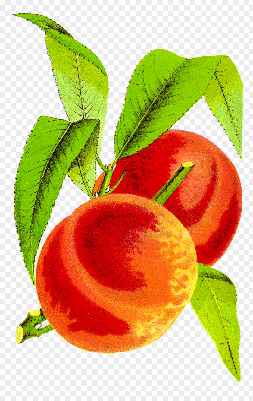 Peach Fruit Clip Art PNG