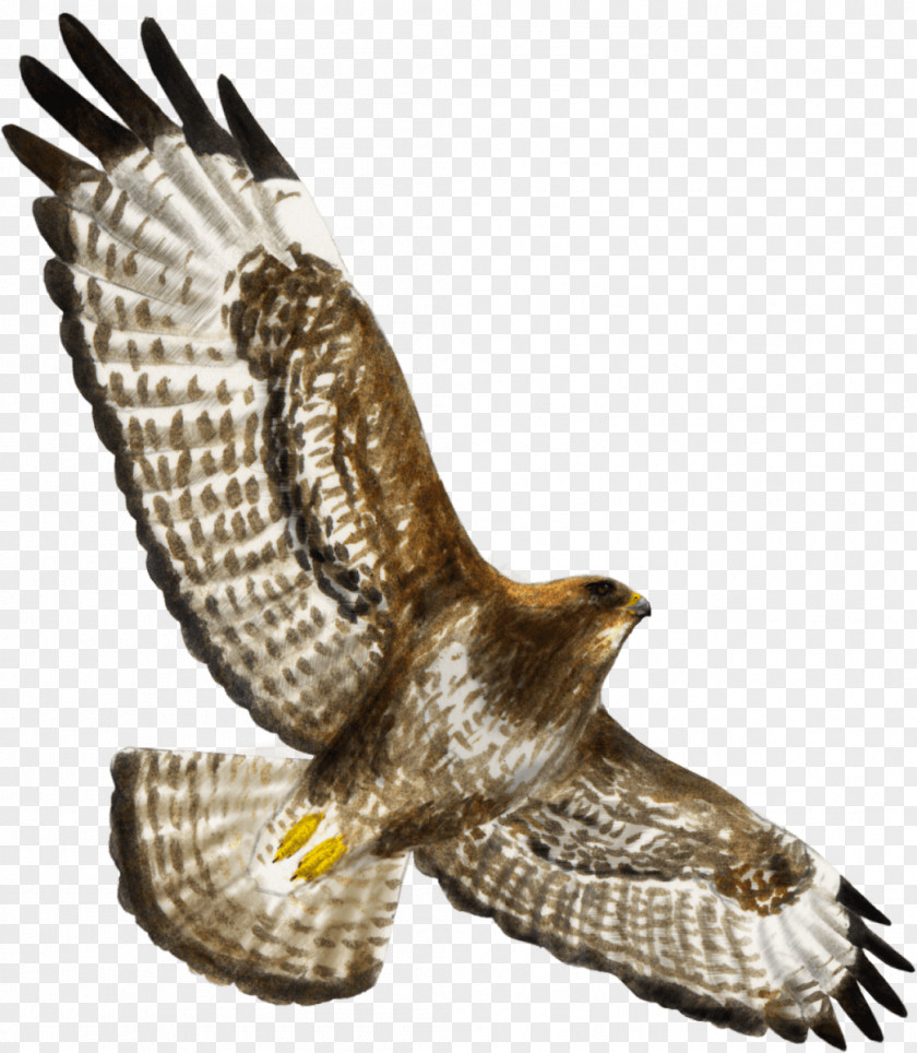 Plane Illustration Hawk Bird Of Prey Buzzard Eagle PNG