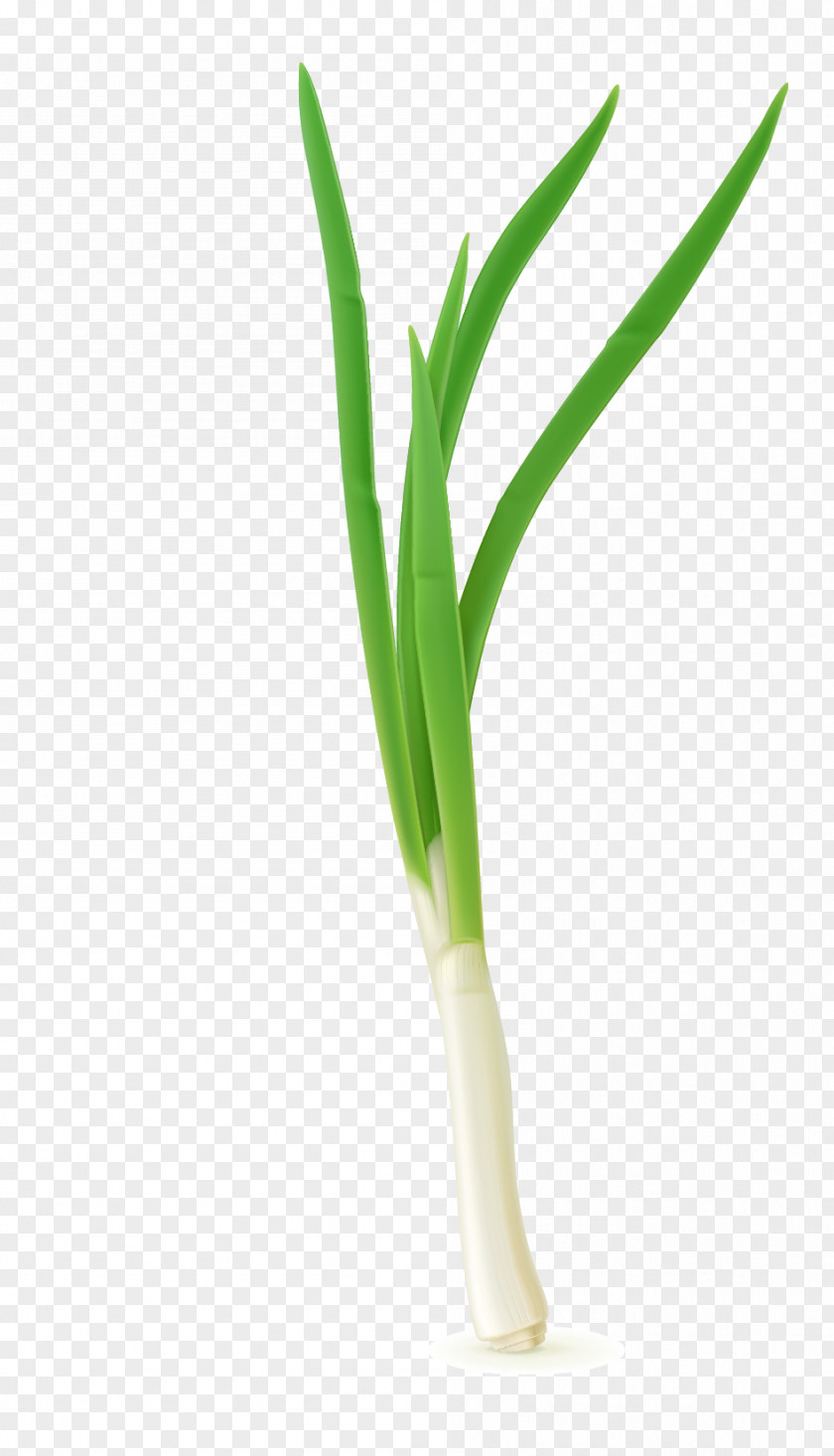 Vector Onion Leaves Allium Fistulosum Scallion Vegetable PNG