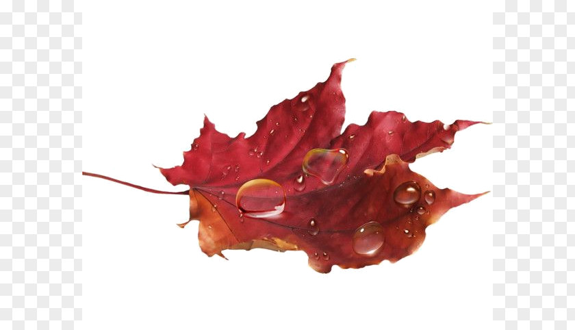 Autumn Clip Art Leaf Image PNG