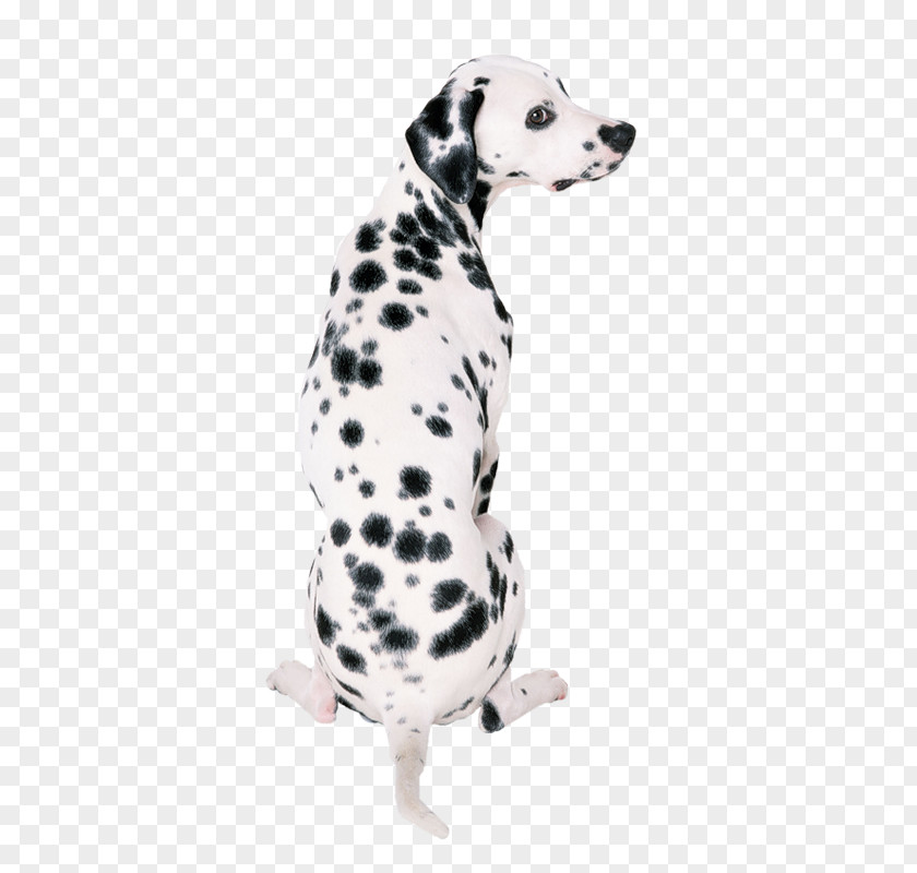 Cute Dalmatians Dalmatian Dog Great Dane French Bulldog Your Puppy PNG