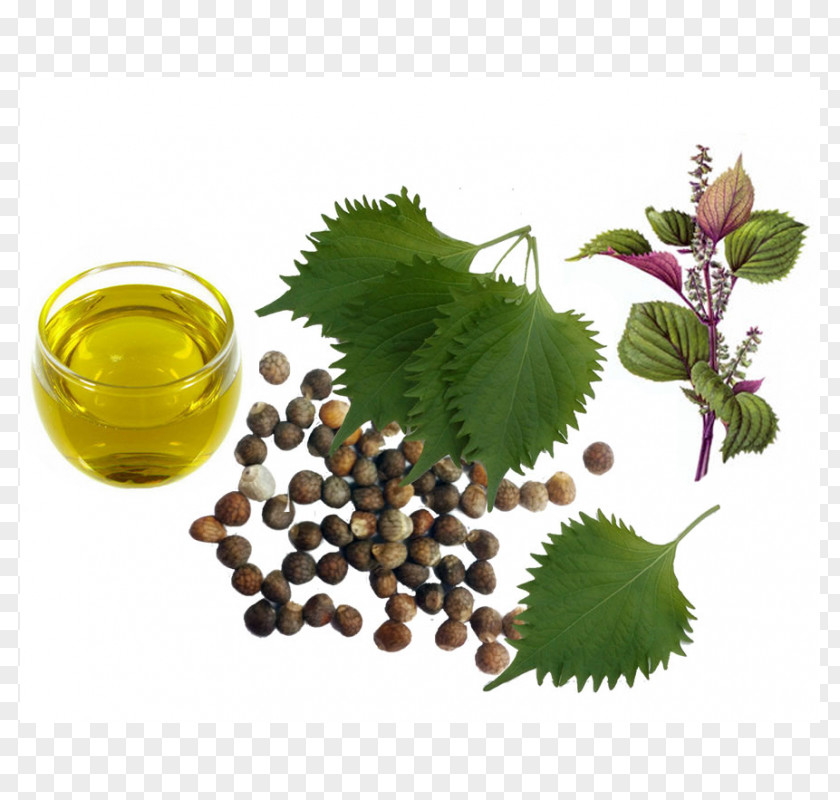 Oil Beefsteak Plant Herb Perilla Sesame PNG