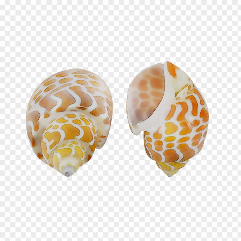 Seashell Babylonia Spirata Conchology Nautilidae PNG