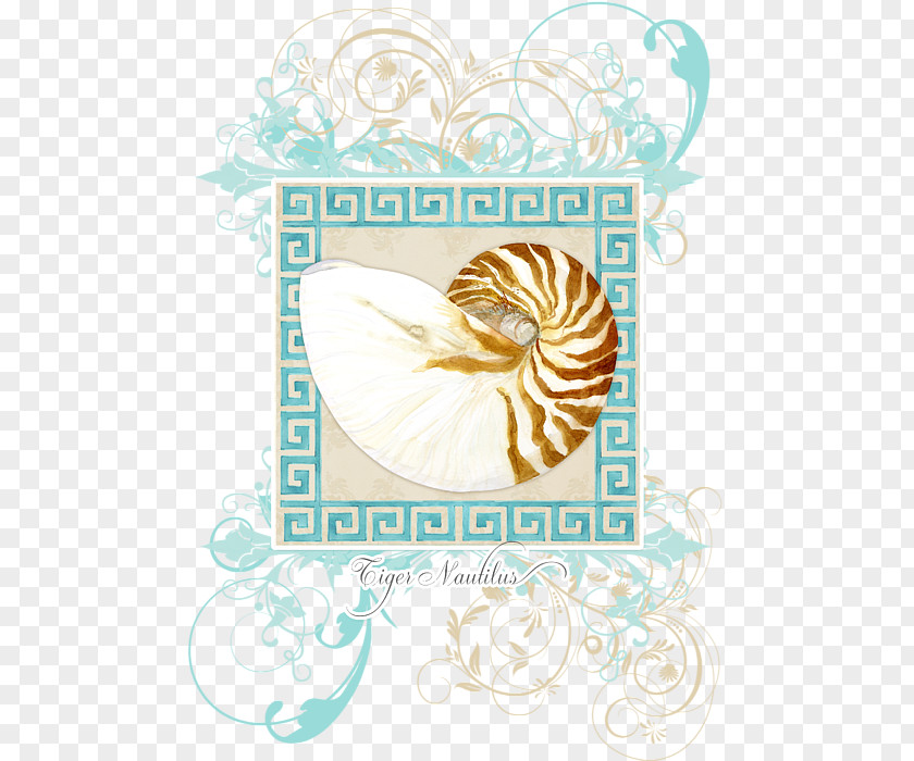 Seashell Nautilidae Light Curtain PNG