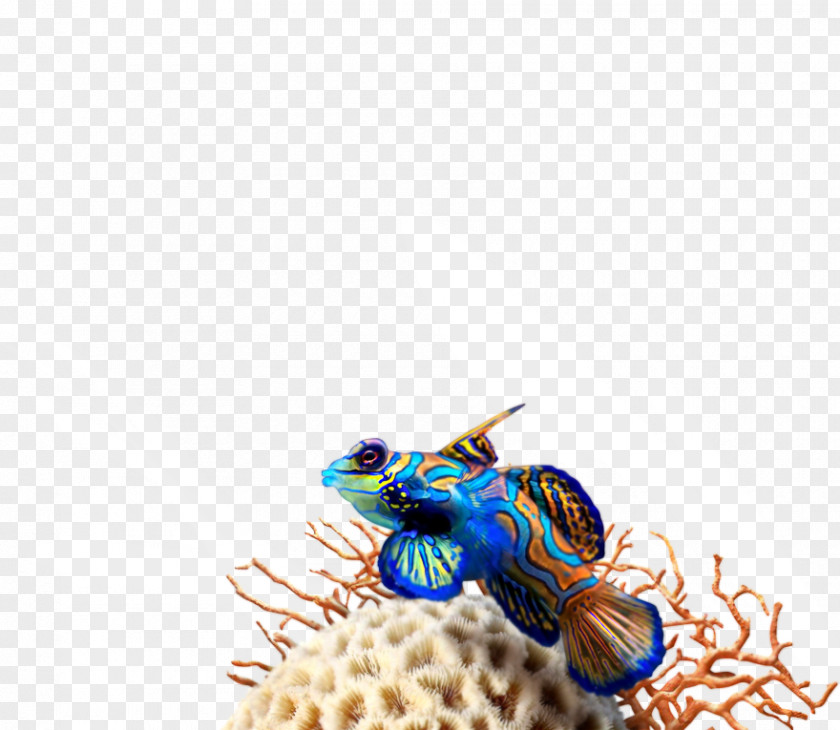 Aqua Team Leader Funny Close-up Pest Mandarinfish PNG