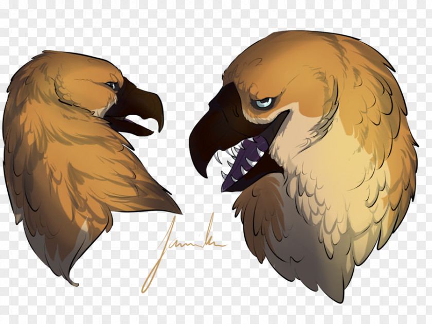 Eagle Fauna Beak PNG