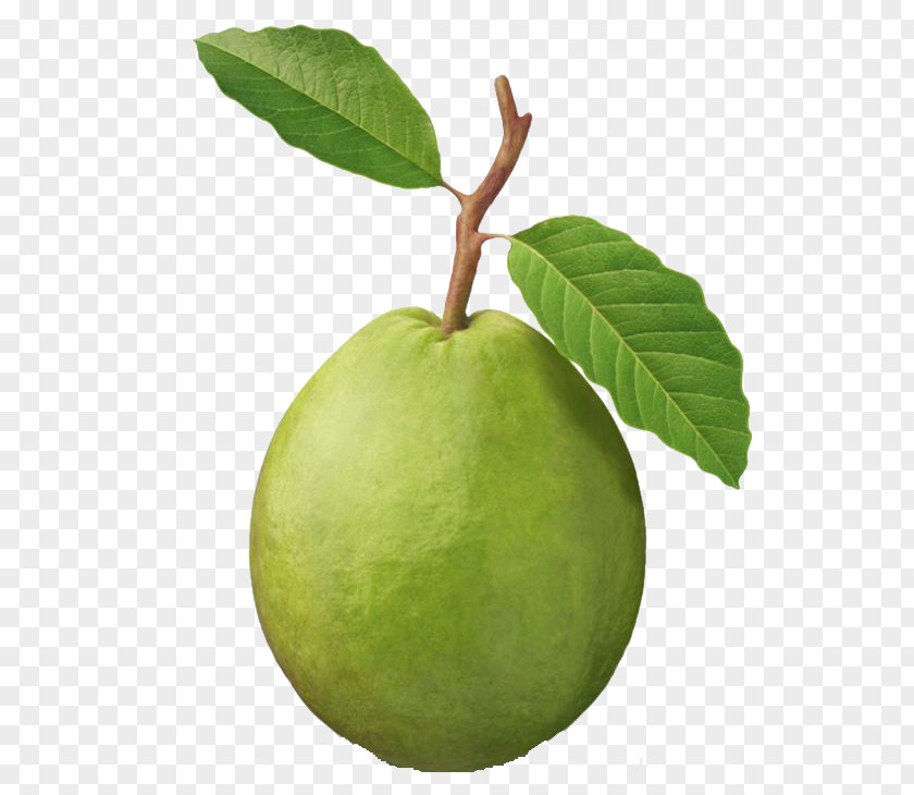 Guayaba Common Guava Tropical Fruit Tree PNG