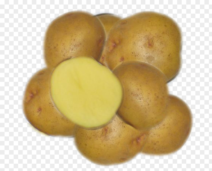 Russet Burbank Potato Yukon Gold Bintje Tuber Kennebec PNG
