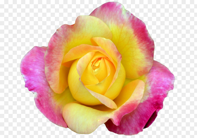 Yellow Flowers Flower Rosa Peace Hybrid Tea Rose Garden Roses Petal PNG