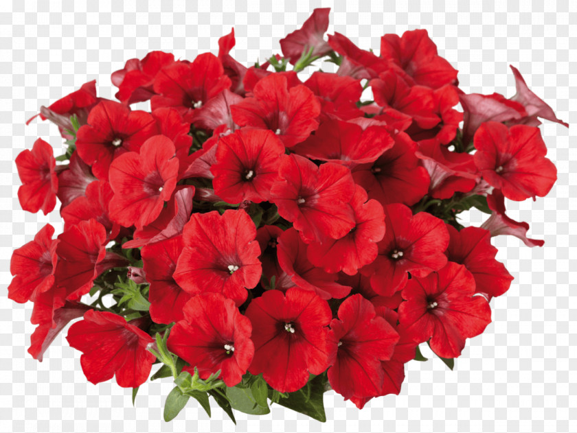 Flower Petunia Surfinia Annual Plant Color PNG