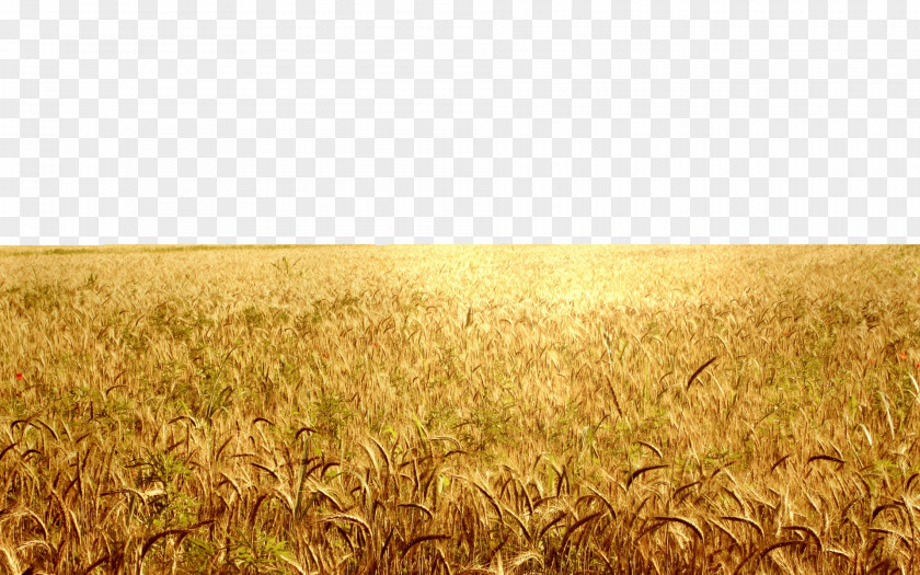 Golden Rice Fields Paddy Field Agriculture Harvest Oryza Sativa PNG