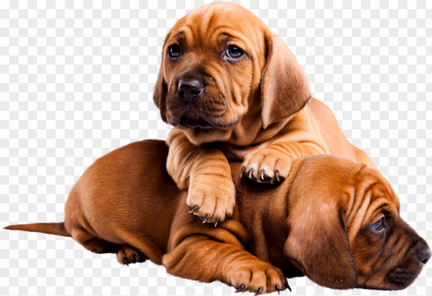 Puppy Tosa Bloodhound Dog Breed PNG