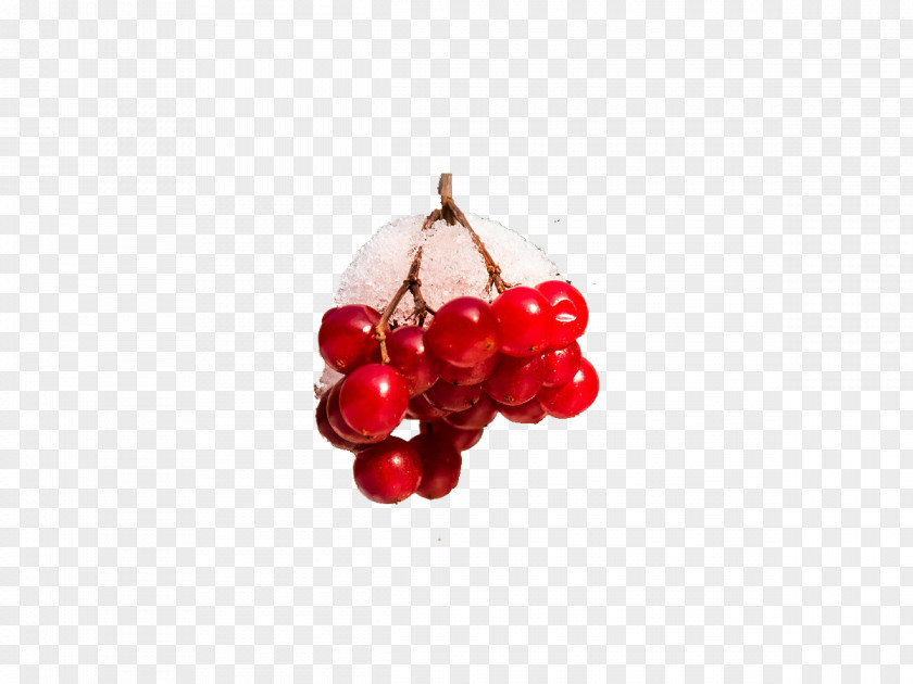 Snow Berry Cranberry Cherry Body Piercing Jewellery Auglis PNG