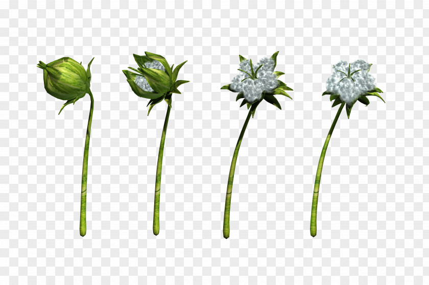 Plant Botany Stem Animation Cotton PNG