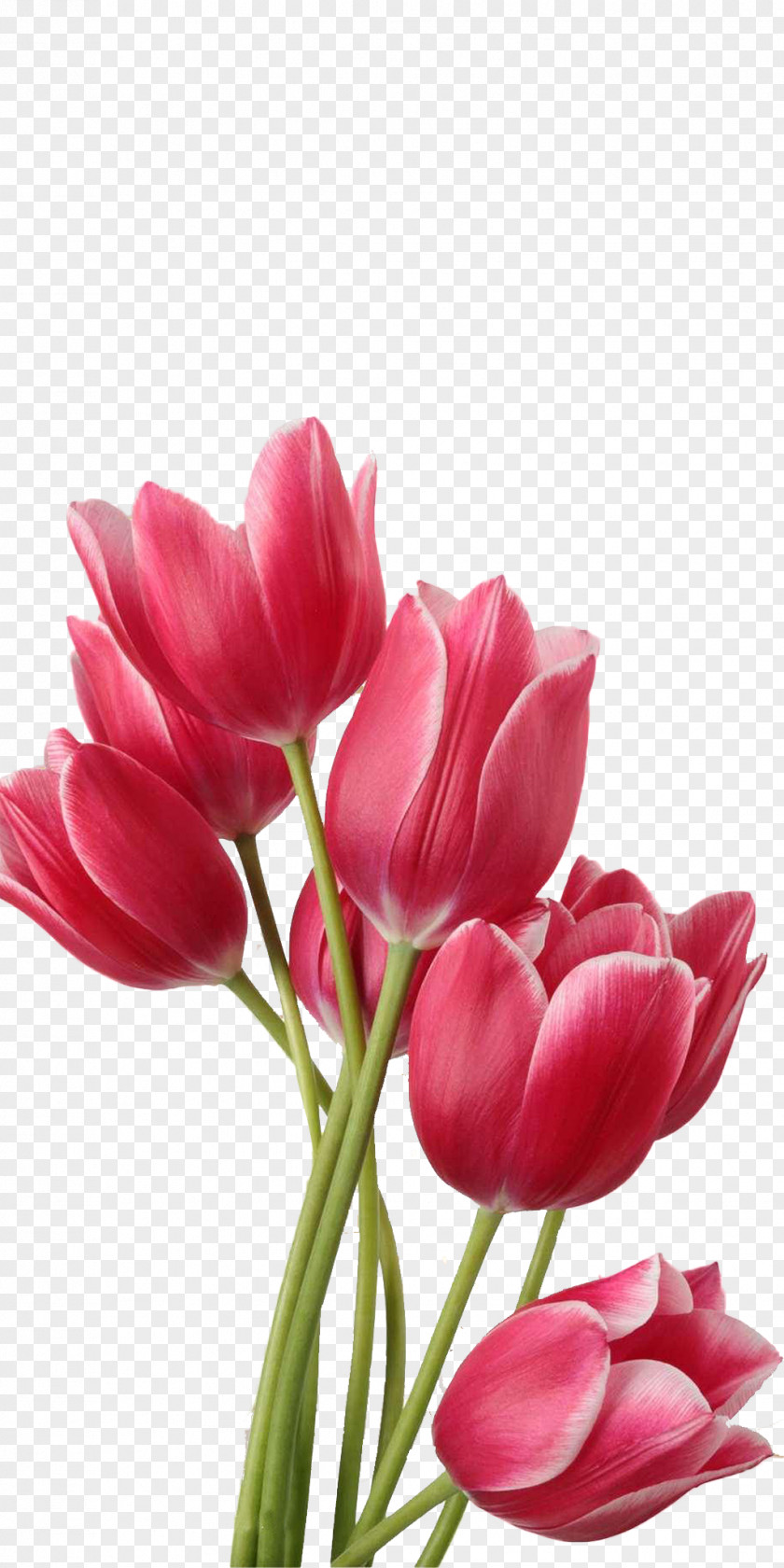 Tulip Flower Tulips In A Vase Clip Art PNG