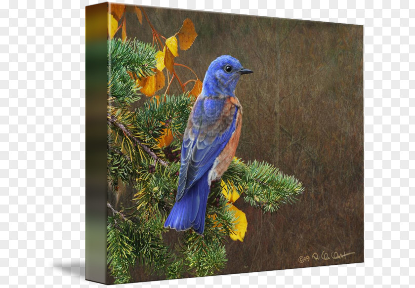 Bird Western Bluebird Painting Fine Art PNG
