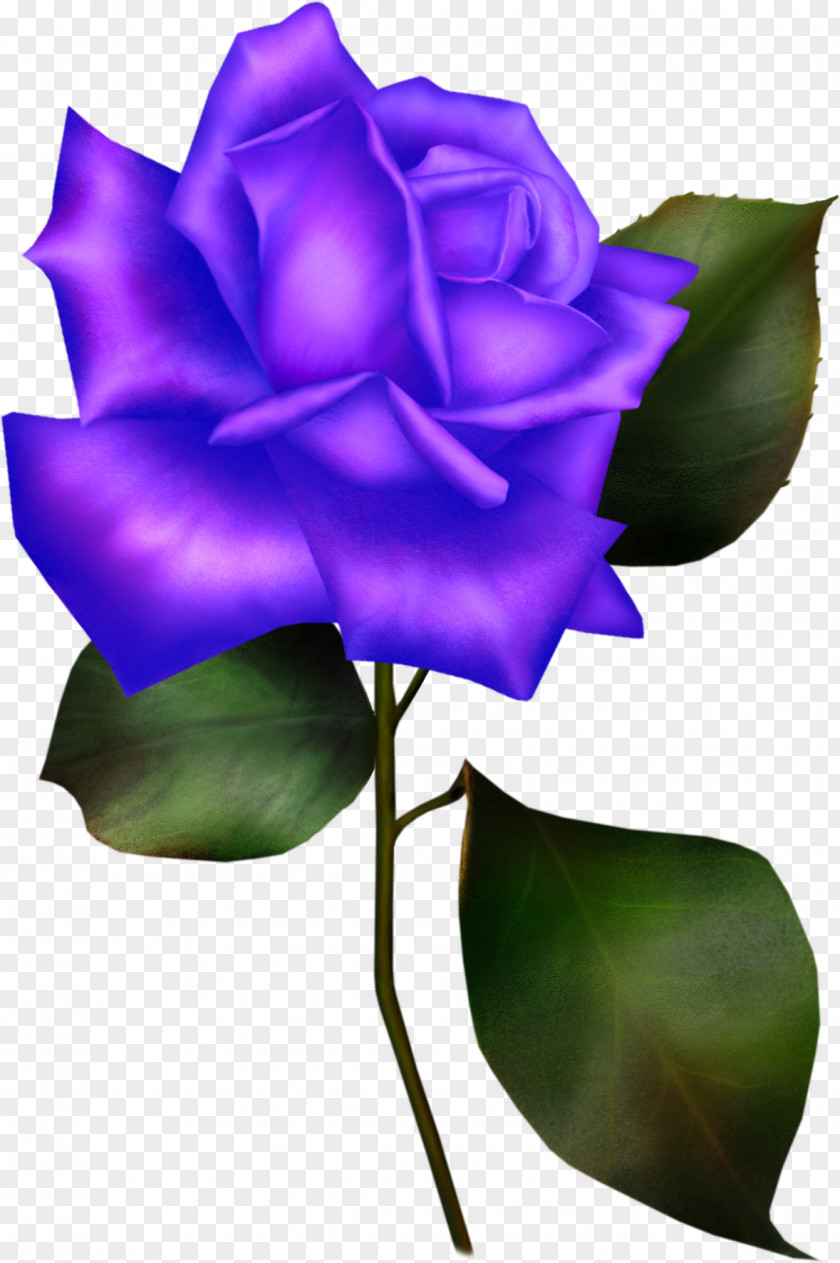Blue Rose Rosa Gallica Flower Rosaceae PNG