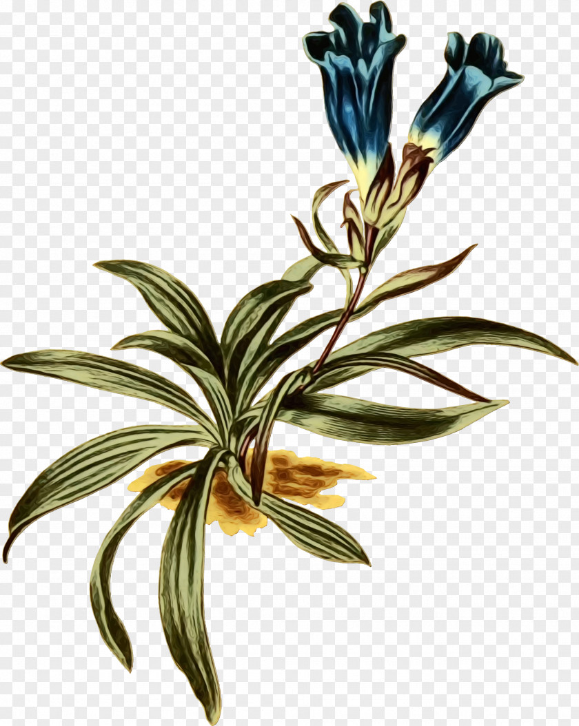 Gentian Family Herbaceous Plant Flower Stem Branching Plants PNG