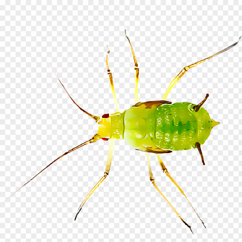 Insect Ant Aphid Pest Stock Photography PNG